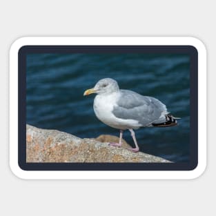 Seagull On The Breakwater Wall Sticker